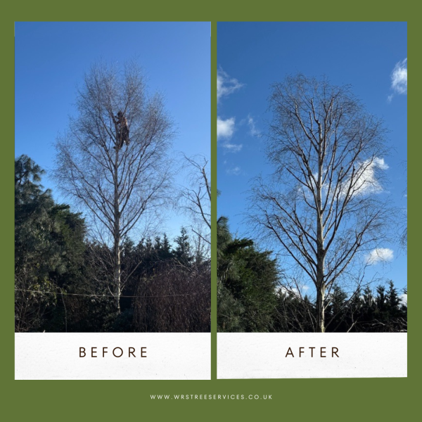 Before and after of a Silver Birch reduction&period;: Swipe To View More Images