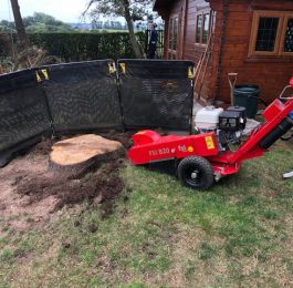 Stump grinding: Click Here To View Larger Image